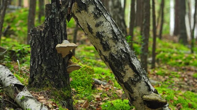 The chaga mushroom growing on a birch tree. Birch mushroom. Oblique tubular tinder (chaga). Birch chaga. Treatment, medicine, and health.
