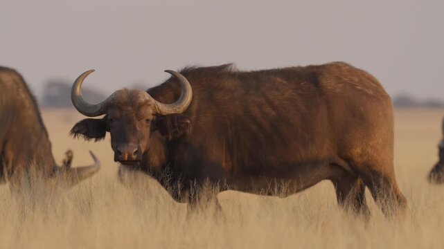African buffalo (Syncerus caffer )in typical natural Kalahari-Nama Karoo transition habitat near Kimberley, Northern Cape, South Africa, showcasing iconic African wildlife in a wild landscape.