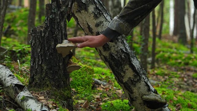A man's hand touches a chaga mushroom growing on a birch tree. Birch mushroom. Oblique tubular tinder (chaga). Birch chaga. Treatment, medicine and health.