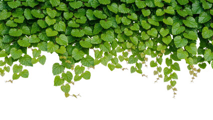 Abundant green ivy leaves cascading downwards, isolated on transparent background © PNGIG