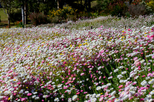 Paper daisy, Rhodanthe Asteraceae, sunray or pink paper daisy a genus Australian plant, Spring background of Australian pink and white everlasting daisies, strawflowers and paper daisies