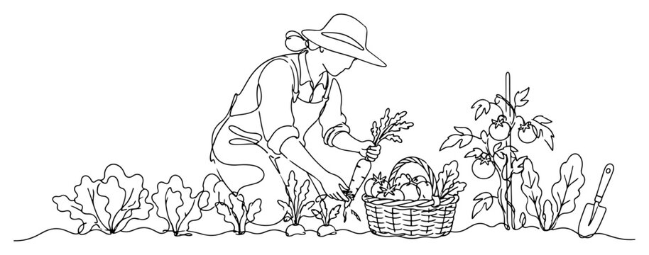 Woman farmer harvesting carrot and vegetables into basket in continuous line art style
