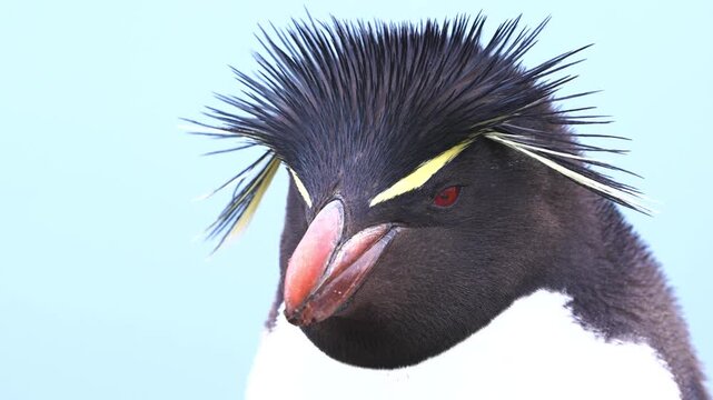 Rockhopper penguin with striking red eyes and yellow crest feathers in