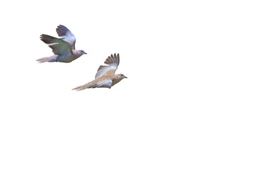 Obraz premium Two Eurasian Collared Doves flying in isolation against a transparent background, with their wings spread, showing dynamic movement and intricate details.