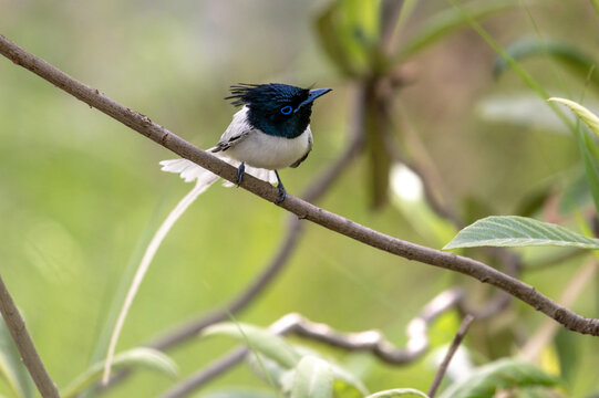 View of an Indian paradise flycatcher perched on a thin branch amidst green foliage in Khushab, Punjab, Pakistan.