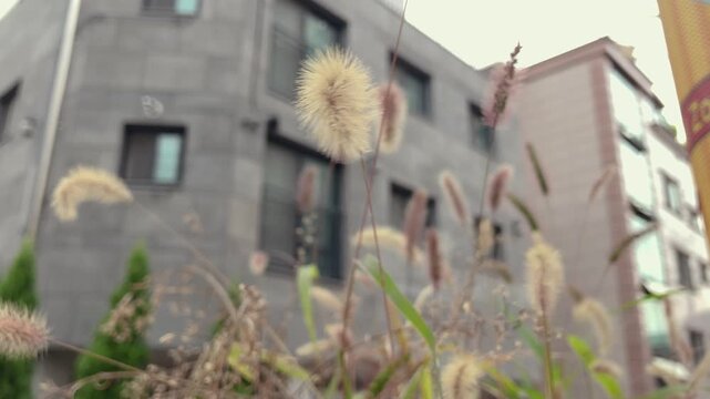 Foxtail grass sways in the wind outdoors.
