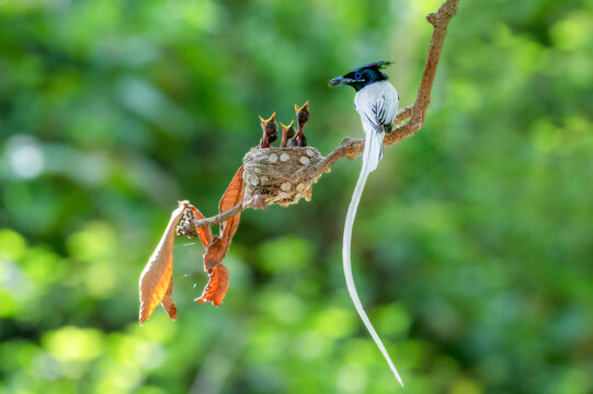 View of an Indian paradise flycatcher feeding its chicks in a nest on a tree branch in Khushab, Punjab, Pakistan.