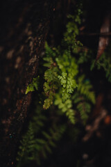 Close-up of lush green moss, fern leaves and natural vegetation growing on tree trunks in a peaceful forest, with soft light and a blurred bokeh background. © Natali