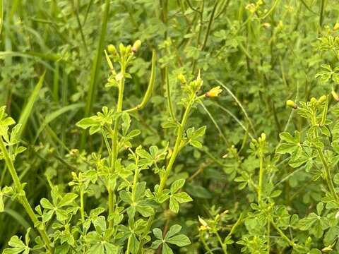 Close up shot of blooming cleome viscosa yellow flowers in wild grass
