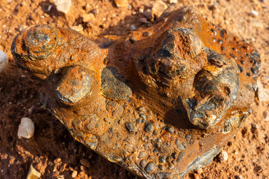 Silicified brachiopod fossils embedded in a rough ferruginous rock matrix, discovered during an expedition to an ancient quarry site, showcasing intricate prehistoric marine textures