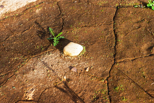 Tiny green sprout emerges near a smooth white pebble on dry cracked brown earth ground, showcasing resilience and nature's persistent growth in a harsh arid environment landscape