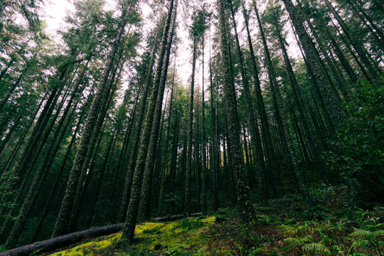 View of a dense forest with towering trees and mossy ground in Madeira, Portugal.