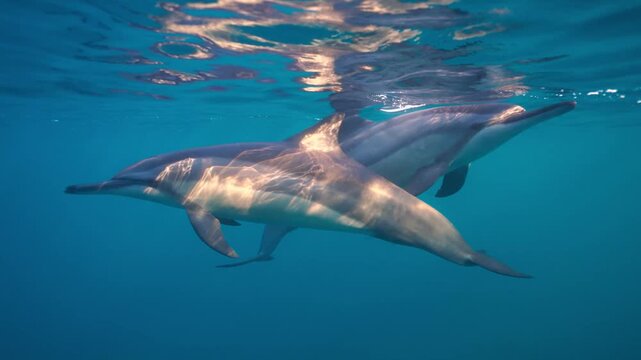 Two wild spinner dolphins swimming peacefully together in deep blue