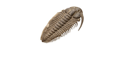 Fossilized ancient trilobite specimen isolated on dark background © Sophia