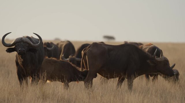 African buffalo (Syncerus caffer )in typical natural Kalahari-Nama Karoo transition habitat near Kimberley, Northern Cape, South Africa, showcasing iconic African wildlife in a wild landscape.