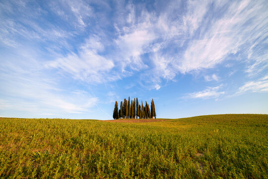 View of a cluster of iconic cypress trees standing on a rolling green hill under a bright blue sky with wispy clouds in Tuscany, Italy.