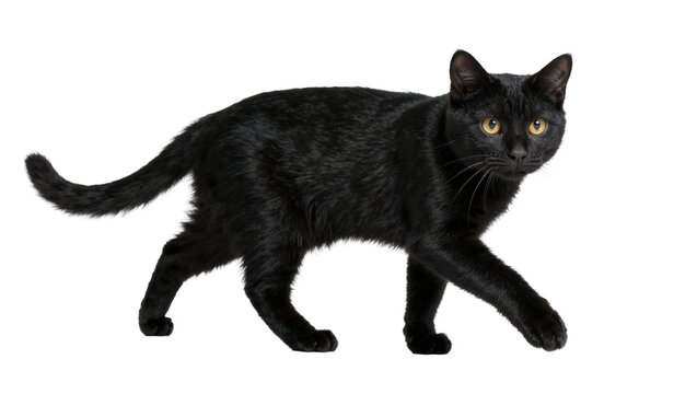 Sleek black cat with amber eyes walking, isolated on transparent background