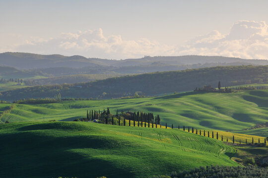 View of rolling green hills and a row of cypress trees in the landscape of Tuscany, Italy.