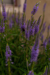 Fototapeta premium Close-up of purple flower spikes blooming in a summer garden with a bumblebee collecting nectar and a softly blurred background.