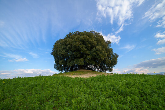 View of a lone oak tree standing on a grassy hill under a bright blue sky with wispy clouds in Tuscany, Italy.