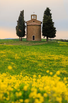 View of the historic Cappella della Madonna di Vitaleta framed by two tall cypress trees in a field of yellow wildflowers in the rolling hills of Tuscany, Italy.