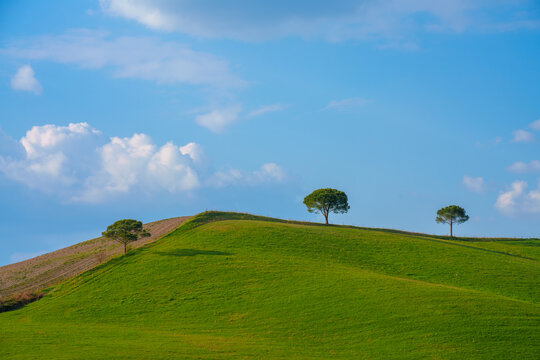 View of rolling green hills in the Tuscan countryside with three pine trees under a blue sky in Tuscany, Italy.