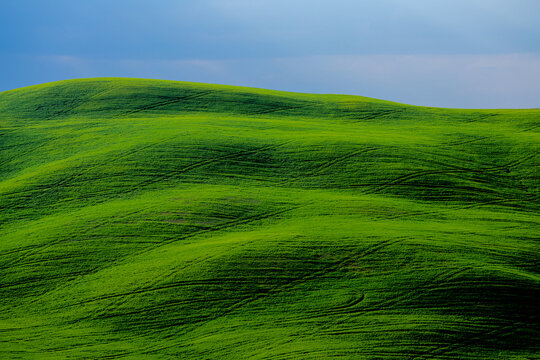 View of rolling green hills with soft textures and tire tracks under a cloudy sky in Tuscany, Italy.