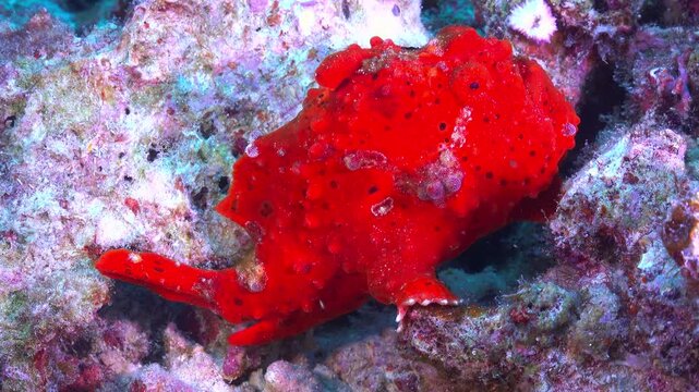 Vibrant red frogfish rests on colorful coral reef structure captured
