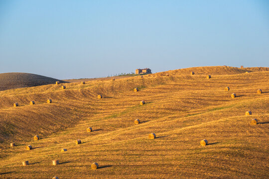 View of golden rolling hills dotted with numerous hay bales under a clear blue sky, with a distant farmhouse on the horizon in Tuscany, Italy.