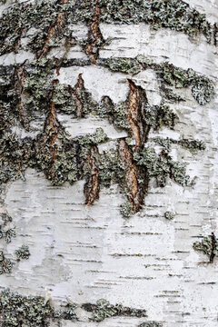 Birch bark texture natural background paper close-up. birch tree wood texture. birch tree bark. pattern of birch bark. Background texture. Copy space