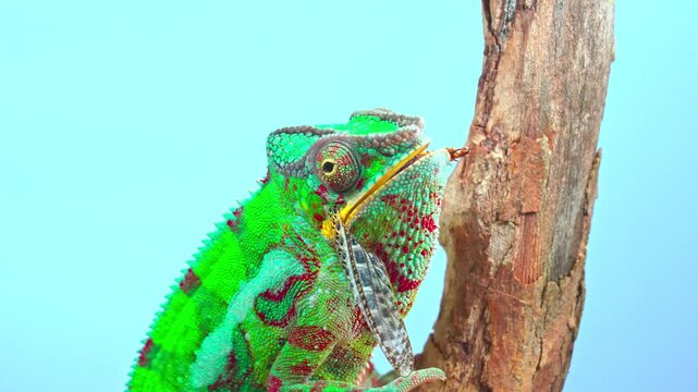 Panther chameleon devouring grasshopper meal against blue background