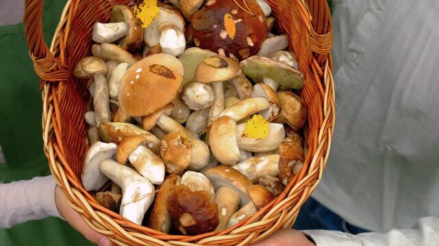 Picking mushrooms in the forest. Selective focus.