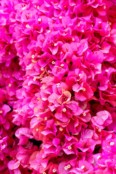 Blooming great bougainvillea (Bougainvillea spectabilis) close-up