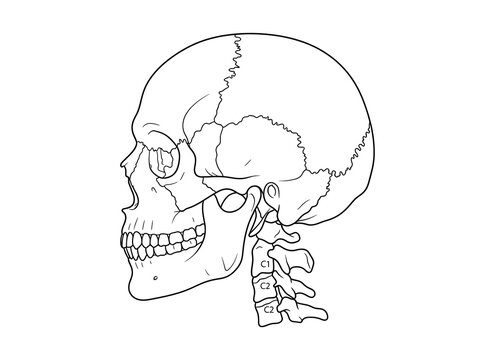 Human skull anatomy side view line art