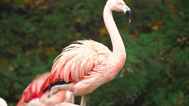 Graceful pink flamingo shaking its head while standing on one leg in a
