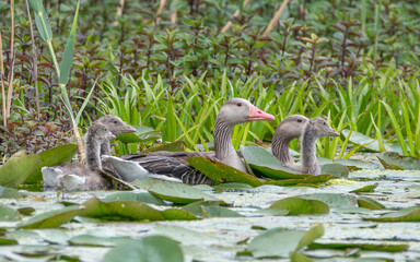 Family of geese at the beautiful Danube Delta, a famous landmark of Romania © Cristian Mihart