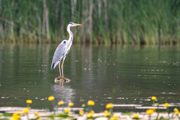 Obraz premium Grey heron at the beautiful Danube Delta, a famous landmark of Romania