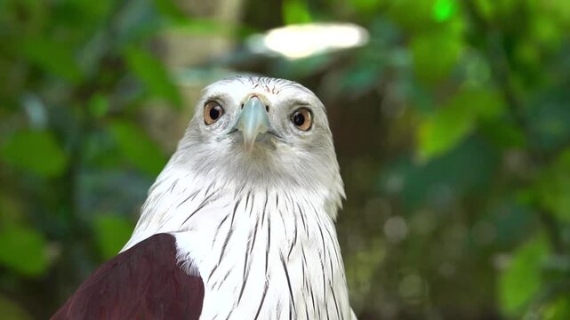 Brahminy kite bird closeup shot showing head and eyes moving and