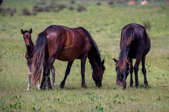Wild horses at the beautiful Danube Delta, a famous landmark of Romania