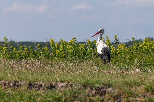 Stork at the beautiful Danube Delta, a famous landmark of Romania