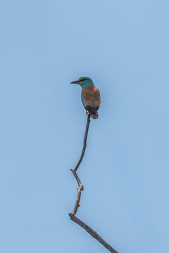 European roller or dumbraveanca at the beautiful Danube Delta, a famous landmark of Romania