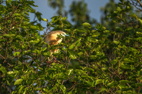 Squacco yellow heron at the beautiful Danube Delta, a famous landmark of Romania