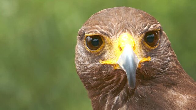 Close up portrait of golden eagle looking directly into camera with
