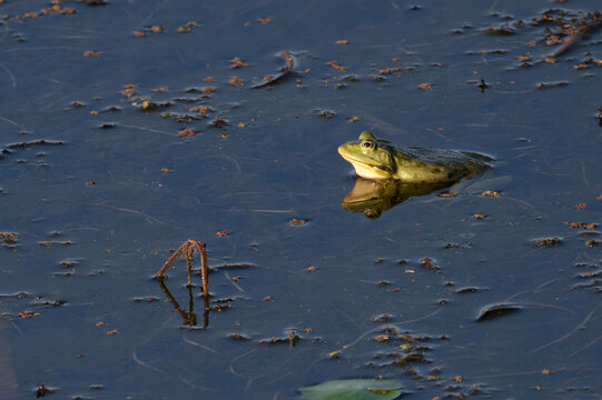 Green frog at the beautiful Danube Delta, a famous landmark of Romania