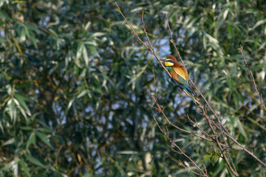 Bee eater at the beautiful Danube Delta, a famous landmark of Romania