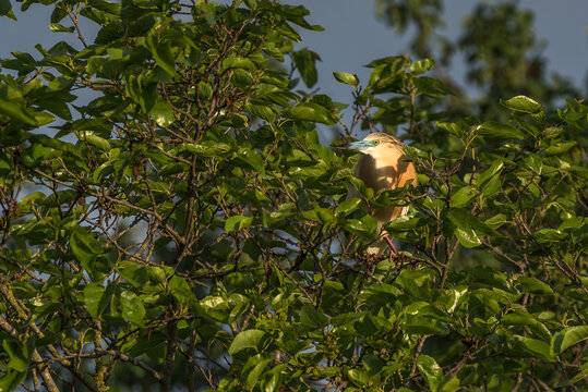 Squacco yellow heron at the beautiful Danube Delta, a famous landmark of Romania