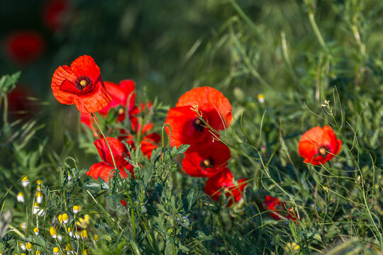 Poppies flowers at the beautiful Danube Delta, a famous landmark of Romania