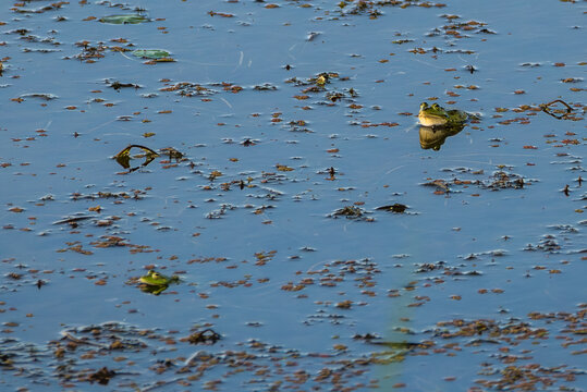 Green frog at the beautiful Danube Delta, a famous landmark of Romania