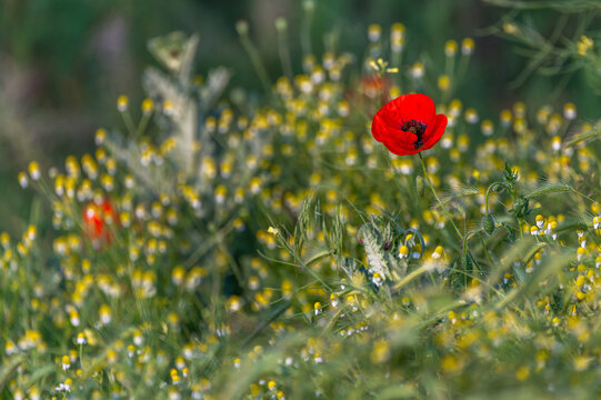 Poppies flowers at the beautiful Danube Delta, a famous landmark of Romania