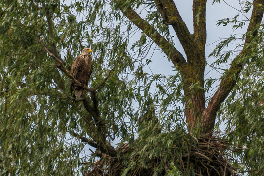 White tailed eagle at the beautiful Danube Delta, a famous landmark of Romania